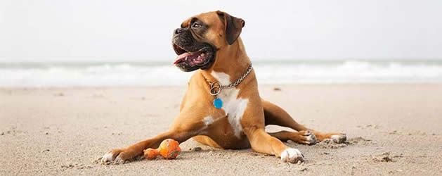 Boxer on vacation