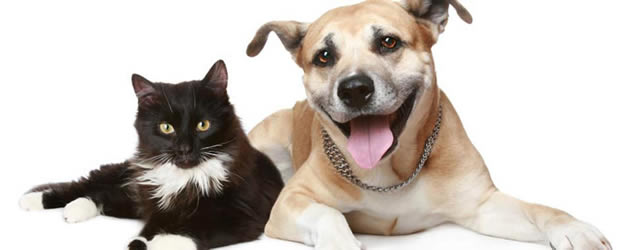 Pet Safety Pet Wellness Pet Illness and Treatment Animal Safety Pet ... Pet Safety Pet Wellness Pet Illness and Treatment Animal Safety Pet ...