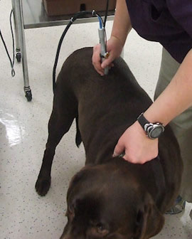 laser therapy on a dog